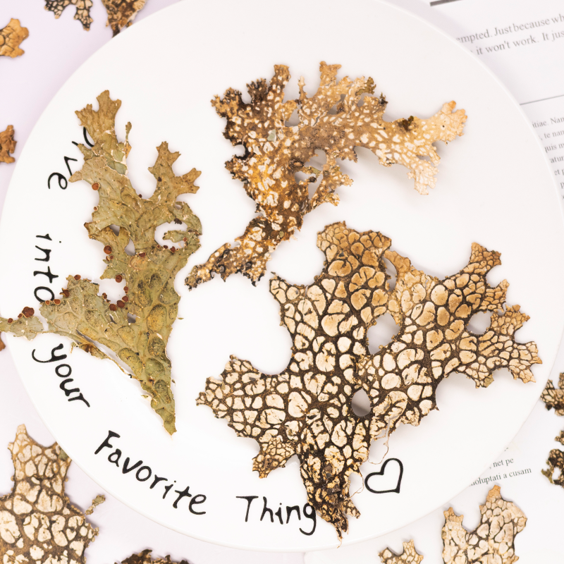 Art And Craft Photos - 4pcs,Rare Bark Natural Pressed Flower -