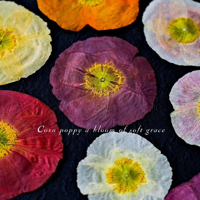 1pcs,Nature Field Poppy Presse - Art And Craft Photos recension och pris
