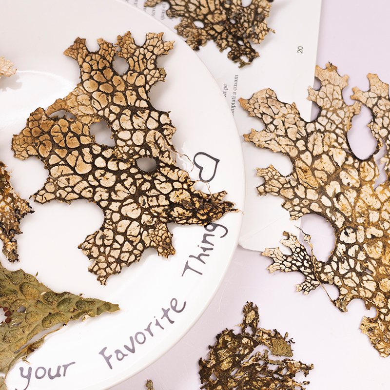 4pcs,Rare Bark Natural Pressed - Art And Craft Photos recension och pris