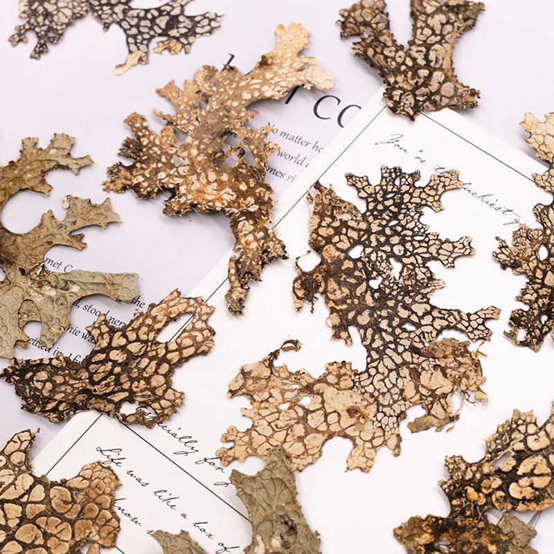 4pcs,Rare Bark Natural Pressed - Art And Craft Photos recension och pris